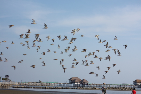 Migratory Birds In Bagan Lalang