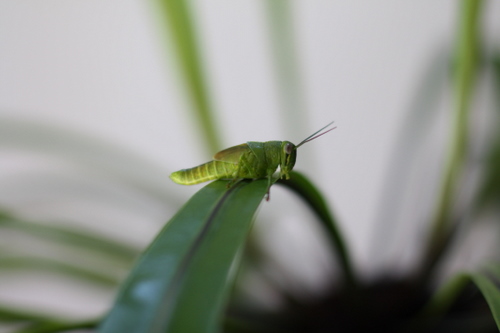 Grasshopper Visiting Us