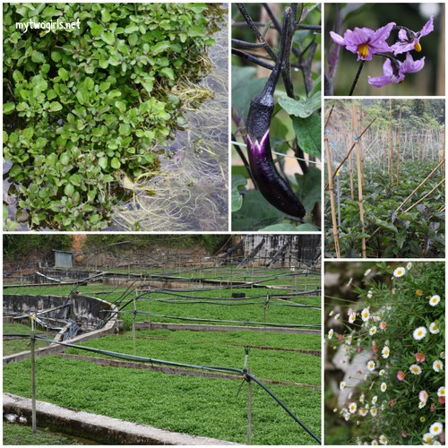 Watercress farm