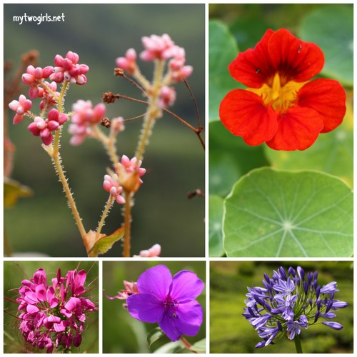 Flowers in Cameron Highlands