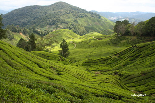 Sungai Palas Boh Estate