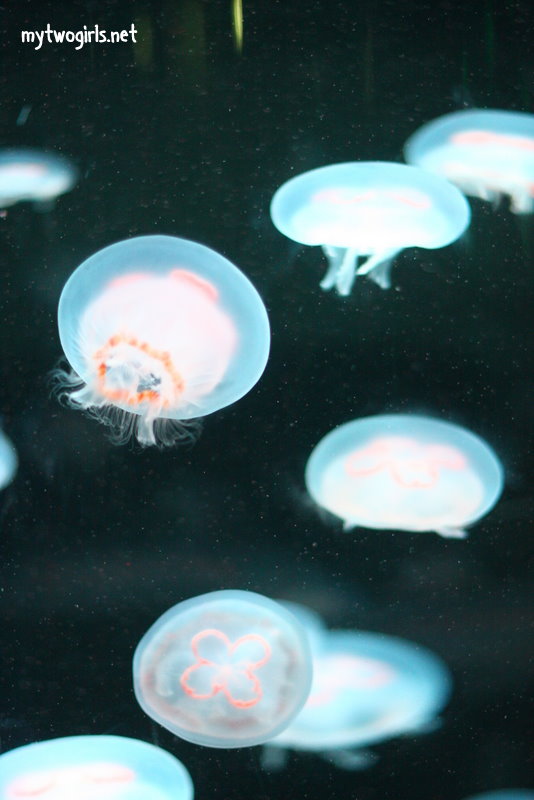 Jelly Fish Spectacular in Ocean Park