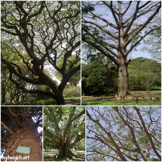 Trees in Lalbagh Garden