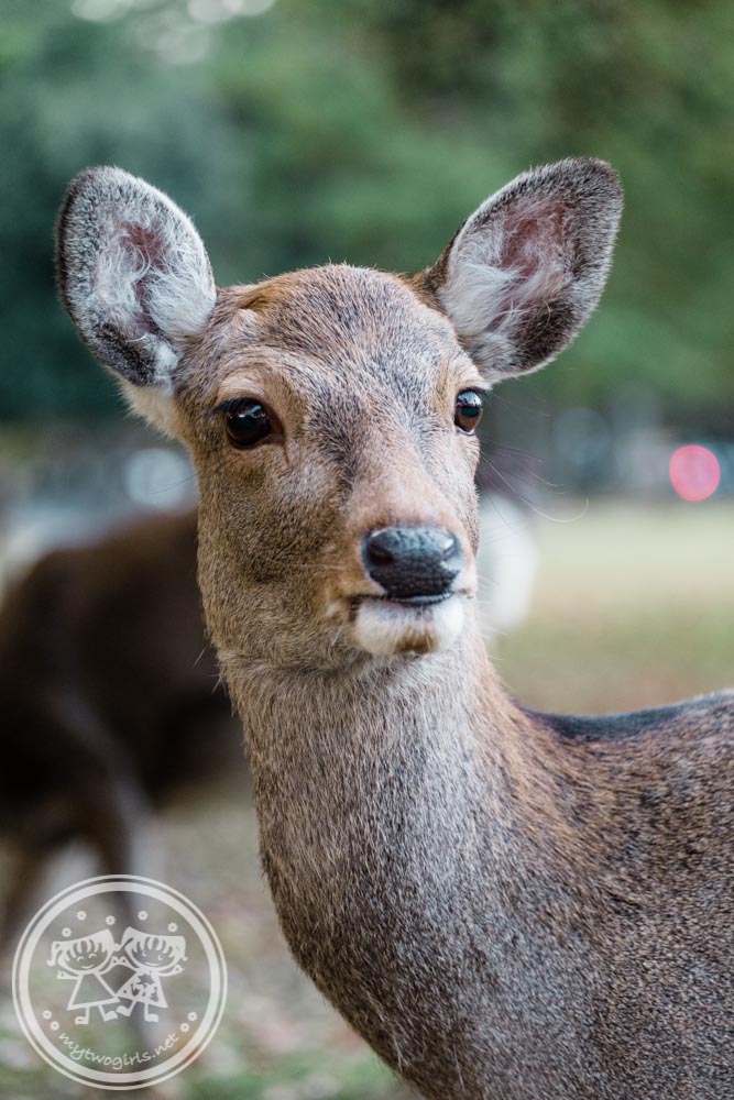 Deer at Nara Park