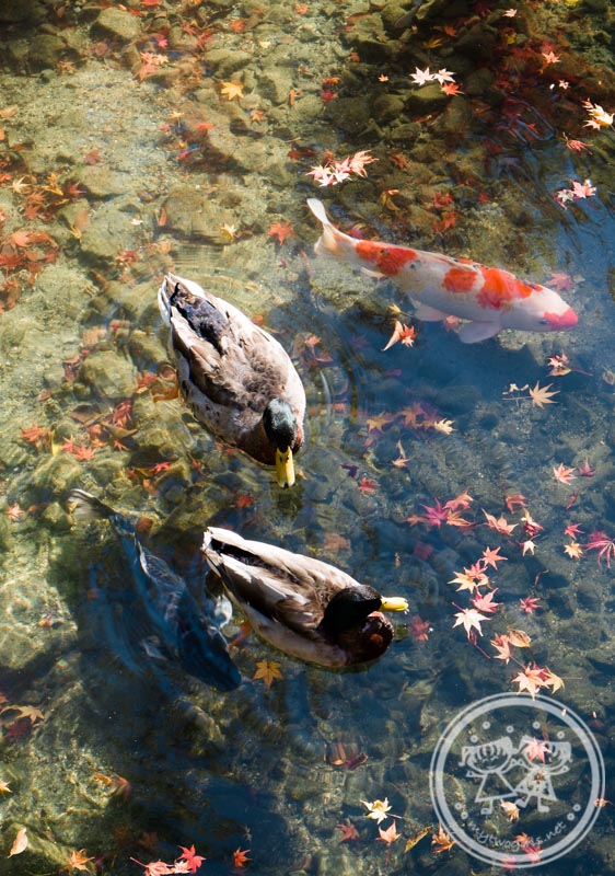 Ducks and Fish at Eikando lake