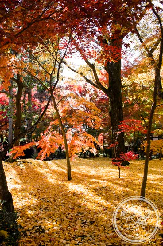 Autumn in Eikando