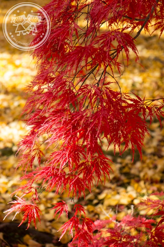 Autumn in Eikando