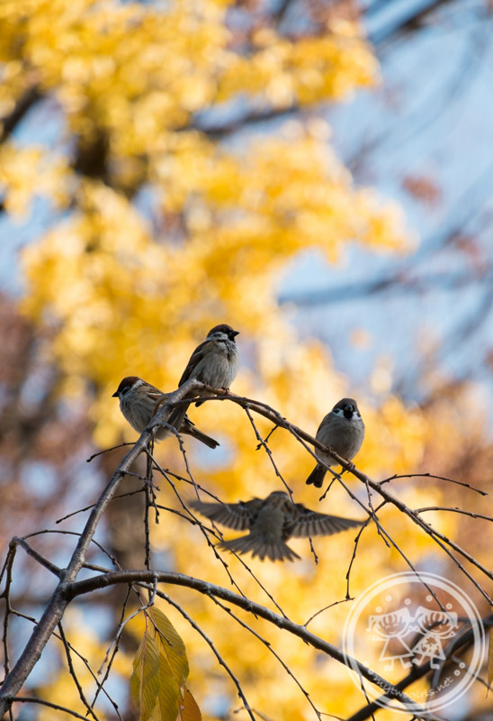 Sparrow at Osaka Castle Park