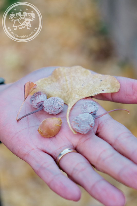 Ginko Fruits and Nuts