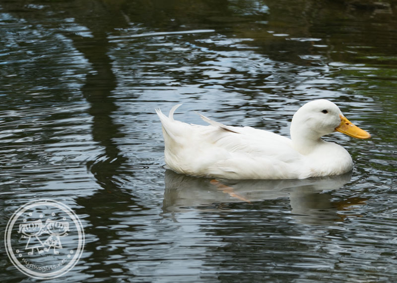 Duck swimming in the stream at Sentosa Villa 